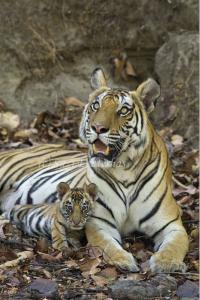 Ban the Tiger Trade
